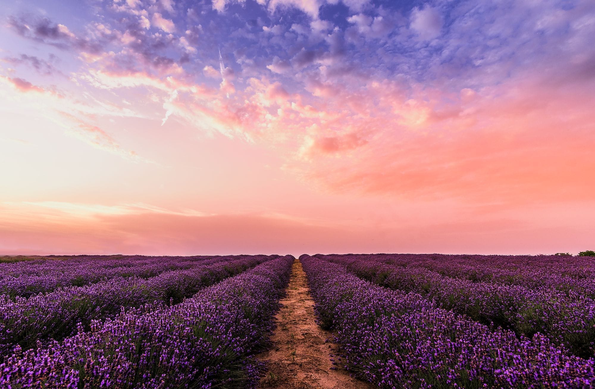 Champ de lavande en Provence, lumière du soir