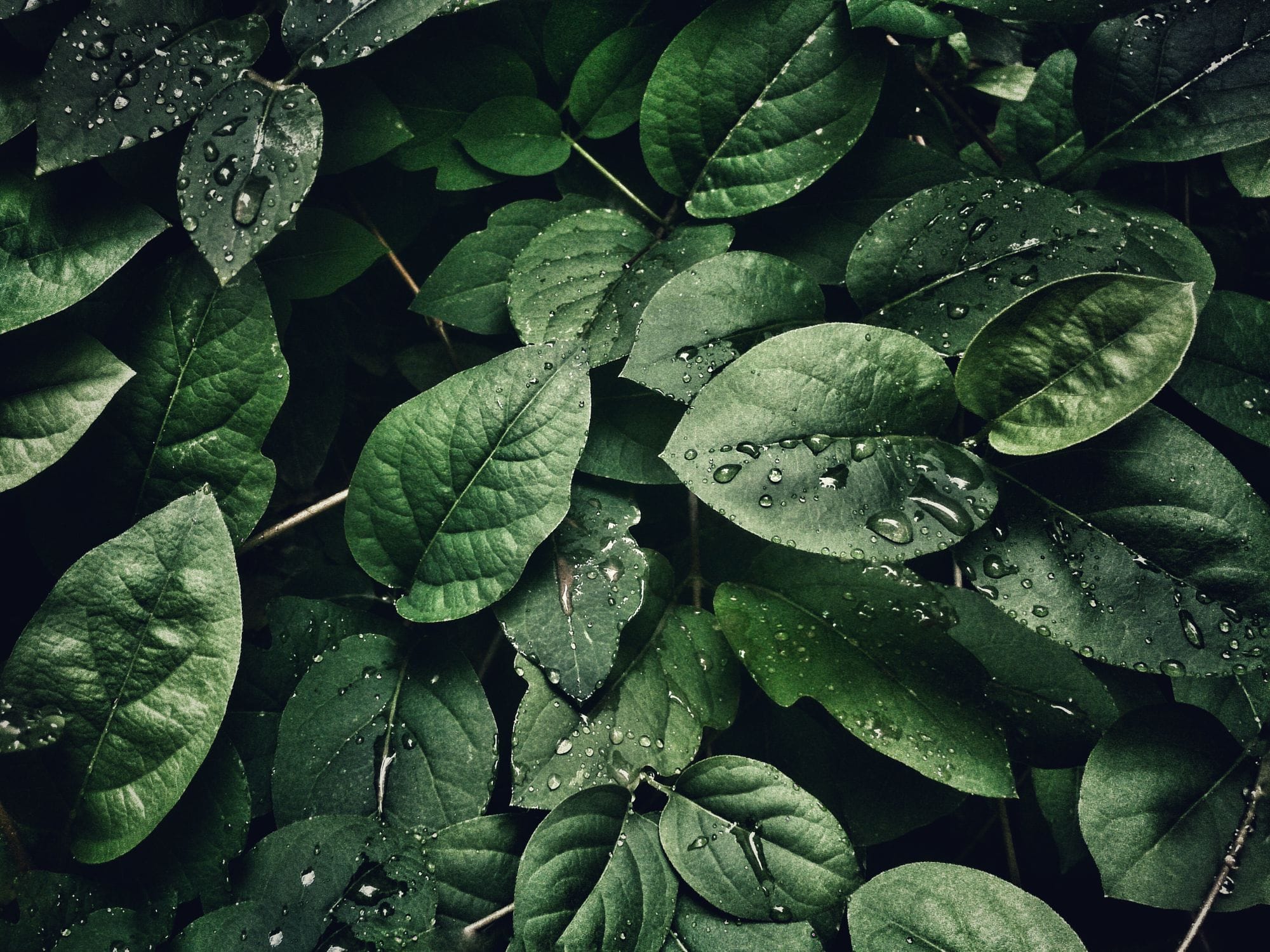 Feuillage après la pluie, gouttes et lumière douce