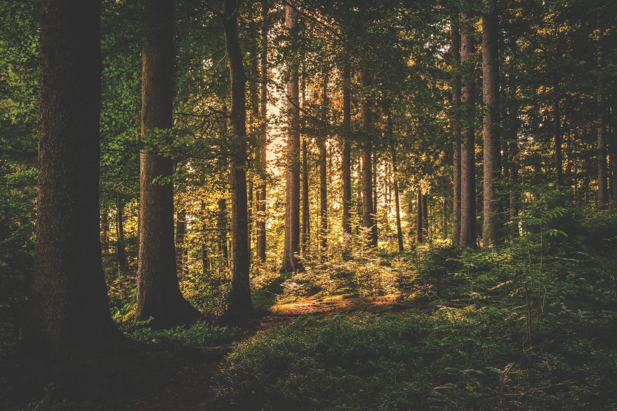 Forêt baignée de soleil, un chemin de lumière
